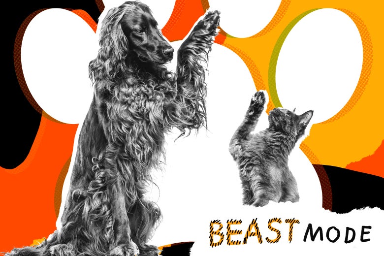 A dog and a cat taking tentative steps toward friendship
